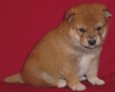 Shiba Inu 
Puppy for Sale
Sold